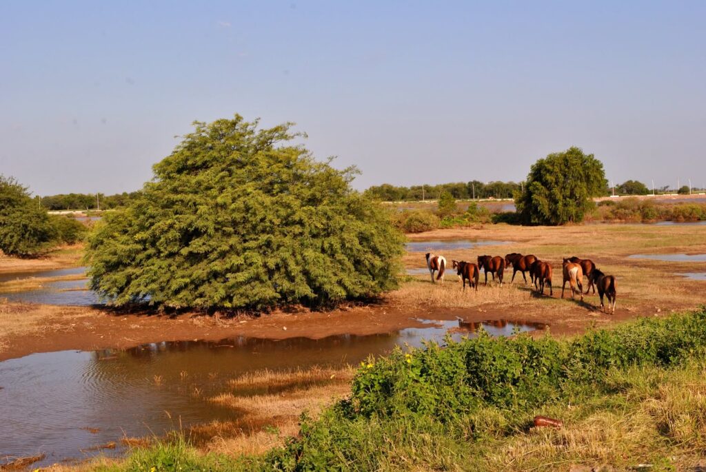La UNSE estudiará la fauna del Río Dulce para aportar al ordenamiento de los bosques nativos La UNSE estudiará la fauna del Río Dulce para aportar al ordenamiento de los bosques nativos