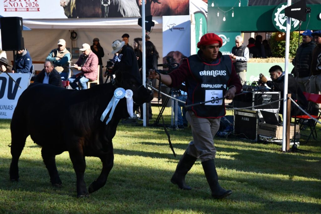 Ya está en marcha la nueva edición de ExpoBra con más de 400 animales y 80 cabañas