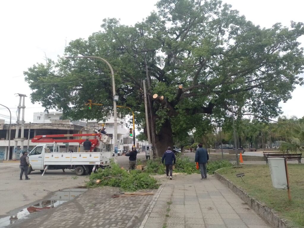 Frías refuerza la prevención y el cuidado del arbolado urbano Frías refuerza la prevención y el cuidado del arbolado urbano