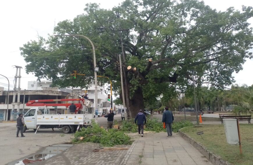 Frías refuerza la prevención y el cuidado del arbolado urbano